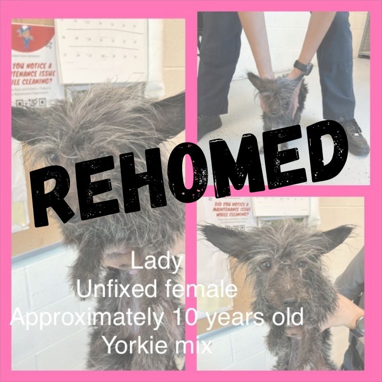 Rehomed Dog